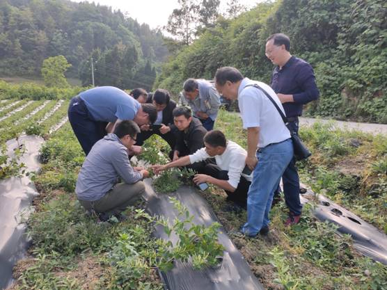在桐梓县燎原镇山层村金银花种植基地开展现场调研指导